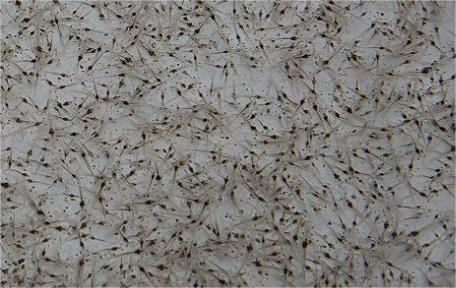 Aqua Plus PL 150 shrimp larval feed Aqua Plus PL 150 shrimp larval feed
